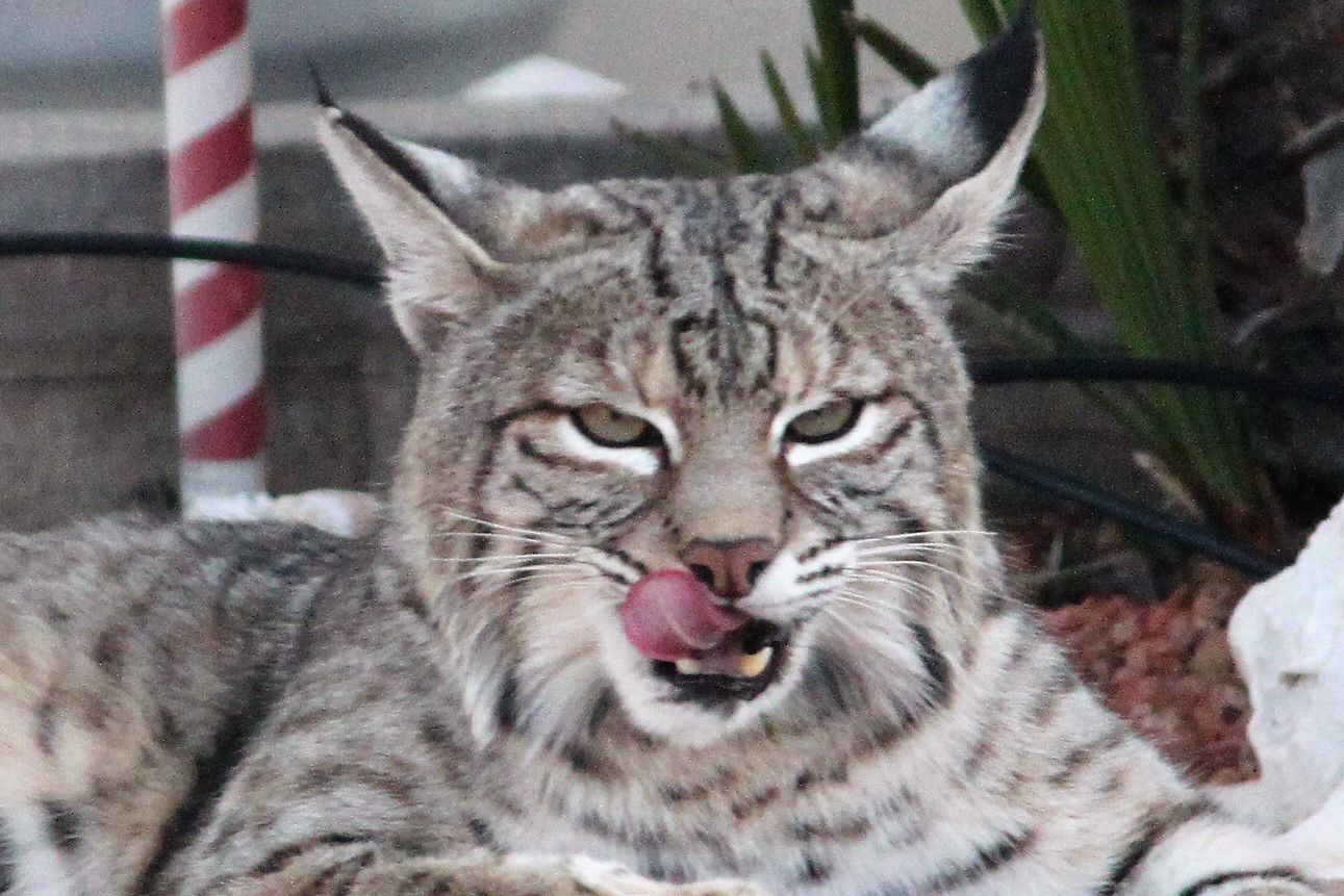 Bobcat